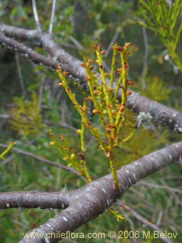 Misodendrum punctulatum的照片